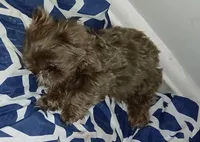 Coco Chanel , a female Shih Tzu for sale in Jacksonville, NC – Photo 3 of 3