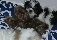 Coco Chanel , a female Shih Tzu for sale in Jacksonville, NC – Photo 1 of 3