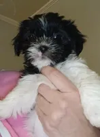 Matilda , a female Shih Tzu for sale in Jacksonville, NC – Photo 2 of 2