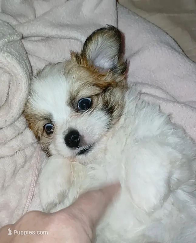 Skye – Shorkie puppy for sale in Jacksonville, NC
