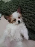 Skye, a female Shorkie for sale in Jacksonville, NC – Photo 4 of 4