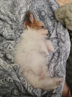 Skye, a female Shorkie for sale in Jacksonville, NC – Photo 3 of 4