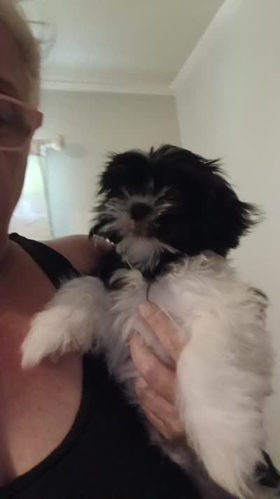 Matilda , a female Shih Tzu for sale in Jacksonville, NC – 2 of 2