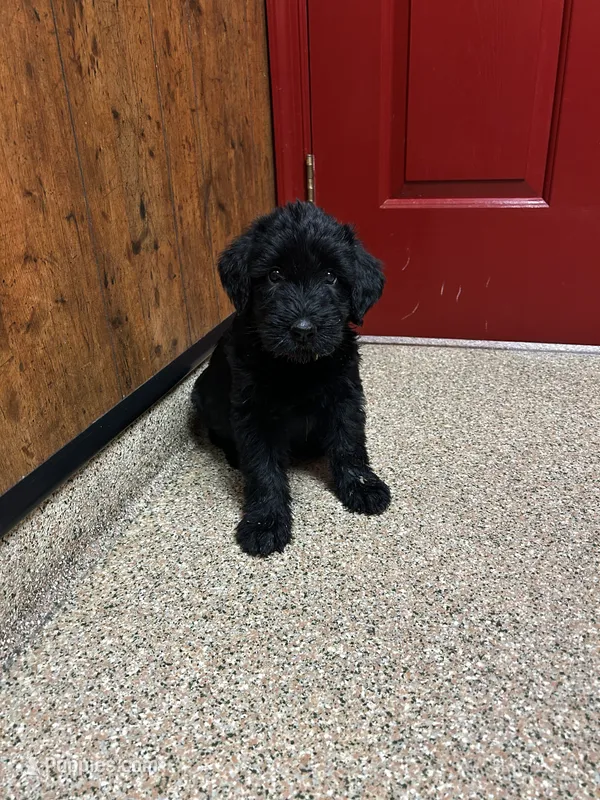 Pumpkin – Giant Schnauzer puppy for sale in Asheboro, NC
