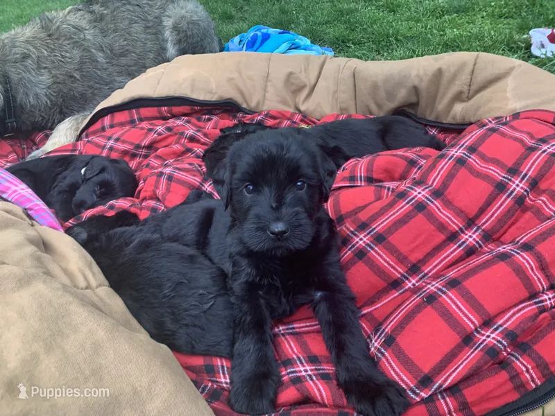 Thor – Giant Schnauzer puppy for sale in Asheboro, NC