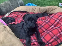 Thor, a male Giant Schnauzer for sale in Asheboro, NC – 1 of 1