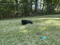 Goliath , a male Giant Schnauzer for sale in Asheboro, NC – 2 of 2