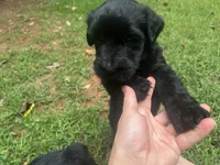 Pumpkin, a female Giant Schnauzer for sale in Asheboro, NC – 2 of 2