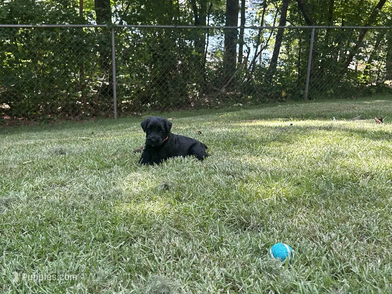 Goliath  – Giant Schnauzer puppy for sale in Asheboro, NC