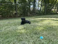 Goliath , a male Giant Schnauzer for sale in Asheboro, NC – 1 of 2