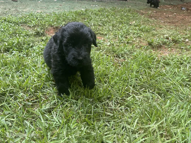 Pumpkin – Giant Schnauzer puppy for sale in Asheboro, NC