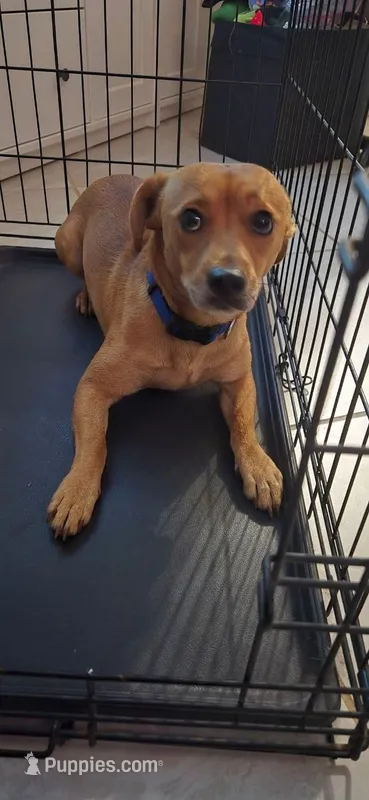 Chaba – Dachshund puppy for sale in Carlsbad, CA