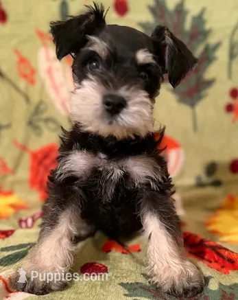 Chaba – Miniature Schnauzer puppy for sale in Carlsbad, CA