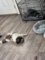 Meeka, a female Pomeranian for sale in Georgiana, AL – 2 of 3