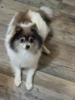 Meeka, a female Pomeranian for sale in Georgiana, AL – 3 of 3
