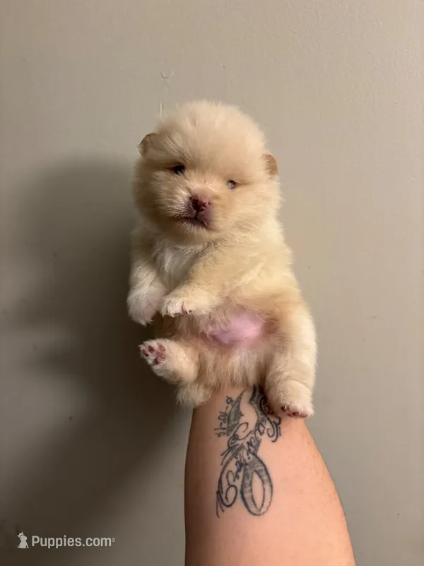 Daniel – Pomeranian puppy for sale in Gulf Shores, AL