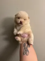 Daniel, a male Pomeranian for sale in Mississippi State, MS – 1 of 10