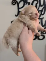 Daniel, a male Pomeranian for sale in Mississippi State, MS – 4 of 10