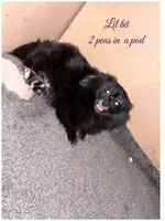 Daniel, a male Pomeranian for sale in Mississippi State, MS – 3 of 10