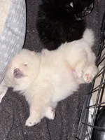 Daniel, a male Pomeranian for sale in Mississippi State, MS – 2 of 10