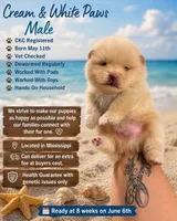 Daniel, a male Pomeranian for sale in Mississippi State, MS – 8 of 10