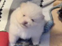 Daniel, a male Pomeranian for sale in Mississippi State, MS – 9 of 10