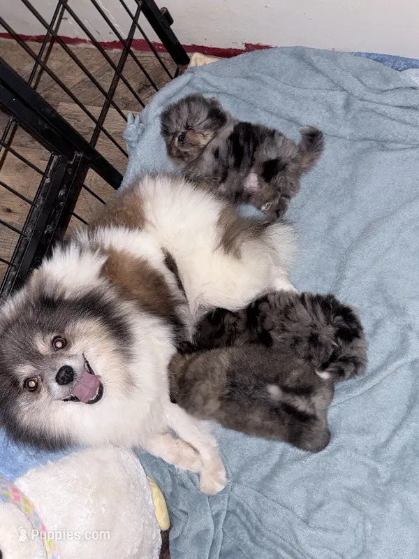 Meeka – Pomeranian puppy for sale in Mississippi State, MS