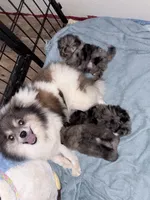 Meeka, a female Pomeranian for sale in Georgiana, AL – 1 of 3
