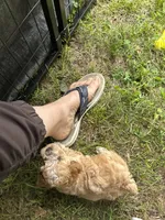 River lyon, a male Poodle - Toy  for sale in Colcord, OK – 6 of 6