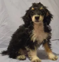 Holmes1, a male Poodle - Toy  for sale in Colcord, OK – 1 of 2