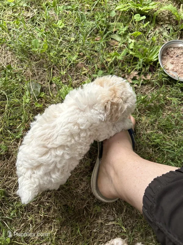 Mercy lyon – Poodle - Toy  puppy for sale in Colcord, OK