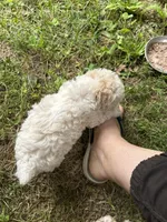 Mercy lyon, a male Poodle - Toy  for sale in Colcord, OK – 1 of 5