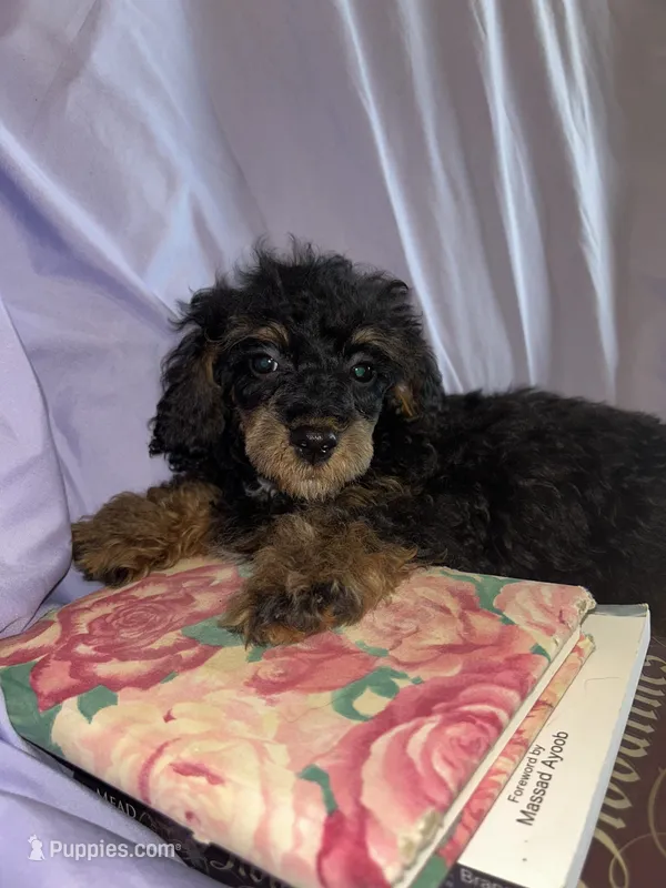 Holmes 2 – Poodle - Toy  puppy for sale in Colcord, OK