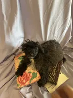 Holmes 3, a male Poodle - Toy  for sale in Colcord, OK – 2 of 3