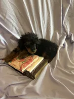 Holmes 2, a male Poodle - Toy  for sale in Colcord, OK – 2 of 2