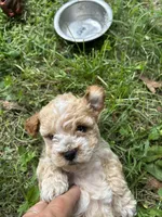 River lyon, a male Poodle - Toy  for sale in Colcord, OK – 4 of 6