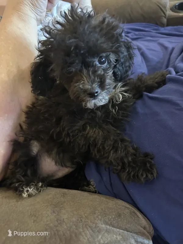 Holmes 4 – Poodle - Toy  puppy for sale in Colcord, OK