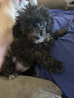 Holmes 4, a male Poodle - Toy  for sale in Colcord, OK – 1 of 3