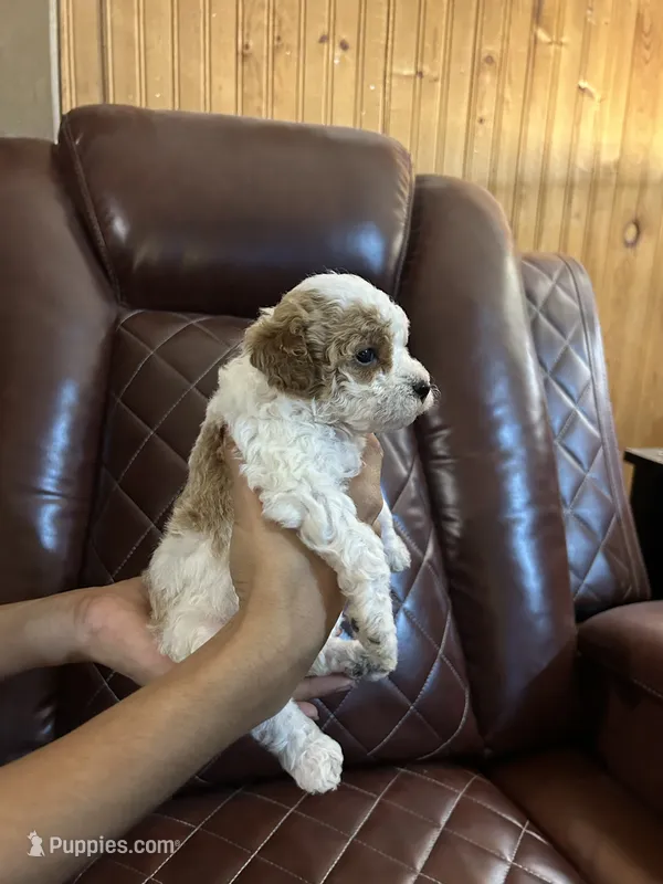 Puppy Lyons two – Poodle - Toy , Poodle - Miniature  puppy for sale in Colcord, OK