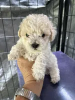 Mercy lyon, a male Poodle - Toy  for sale in Colcord, OK – 5 of 5