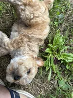 River lyon, a male Poodle - Toy  for sale in Colcord, OK – 1 of 6