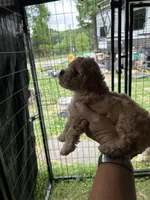 River lyon, a male Poodle - Toy  for sale in Colcord, OK – 3 of 6