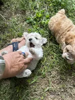 Mercy lyon, a male Poodle - Toy  for sale in Colcord, OK – 2 of 5