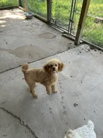 Puppy Lyons two, a male Poodle - Toy  and Poodle - Miniature  for sale in Colcord, OK – 5 of 5
