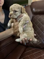 Puppy Lyon three, a male Poodle - Toy  and Poodle - Miniature  for sale in Colcord, OK – 2 of 5