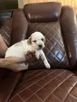 Puppy one lyon, a female Poodle - Toy  and Poodle - Miniature  for sale in Colcord, OK – 1 of 2
