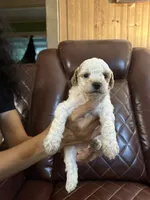 Puppy one lyon, a female Poodle - Toy  and Poodle - Miniature  for sale in Colcord, OK – 2 of 2