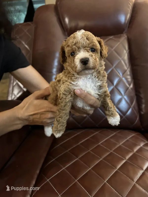 Puppy Lyon five – Poodle - Toy , Poodle - Miniature  puppy for sale in Colcord, OK