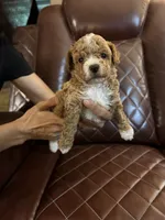 Puppy Lyon five, a female Poodle - Toy  and Poodle - Miniature  for sale in Colcord, OK – 1 of 5