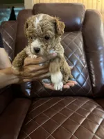 Puppy Lyon five, a female Poodle - Toy  and Poodle - Miniature  for sale in Colcord, OK – 2 of 5